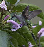 Colibri comète