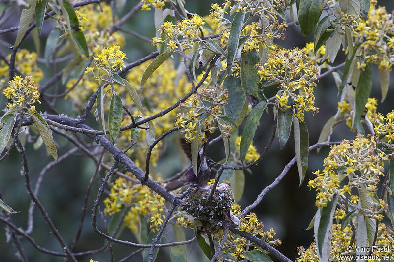 Purple-backed Sunbeamadult breeding, identification, Reproduction-nesting