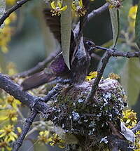 Colibri d'Alice