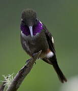 Purple-throated Woodstar