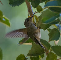 Colibri du Chili