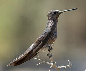 Colibri géant