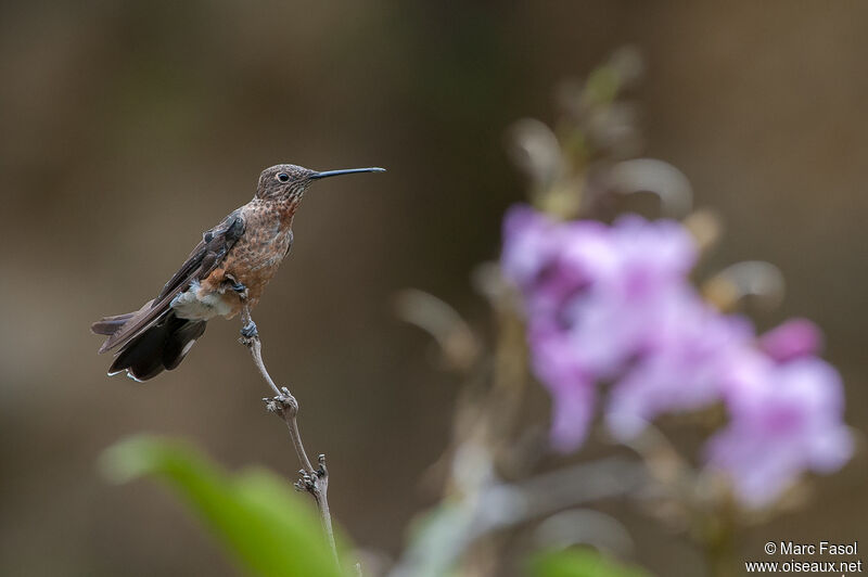 Colibri géantadulte, identification
