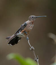 Colibri géant