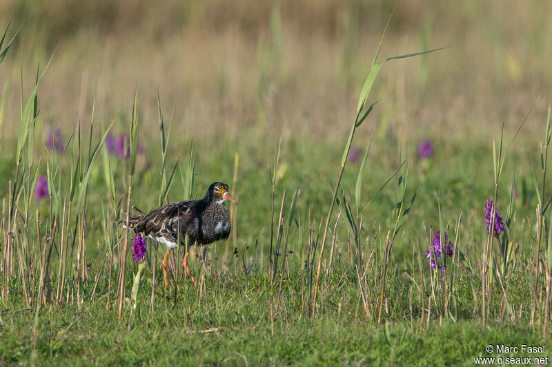 Ruff male adult breeding, identification