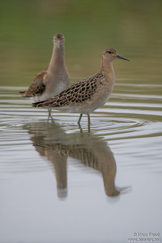 Ruff male juvenile, identification, fishing/hunting