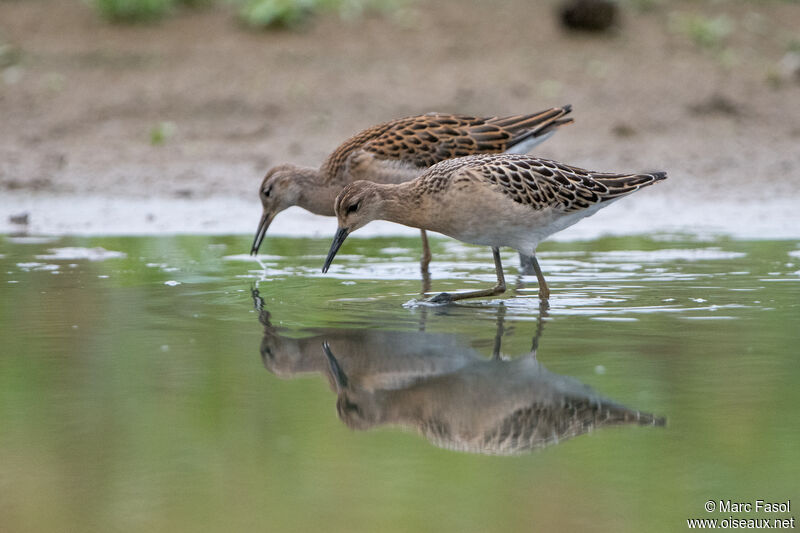 Combattant variéjuvénile, identification, pêche/chasse