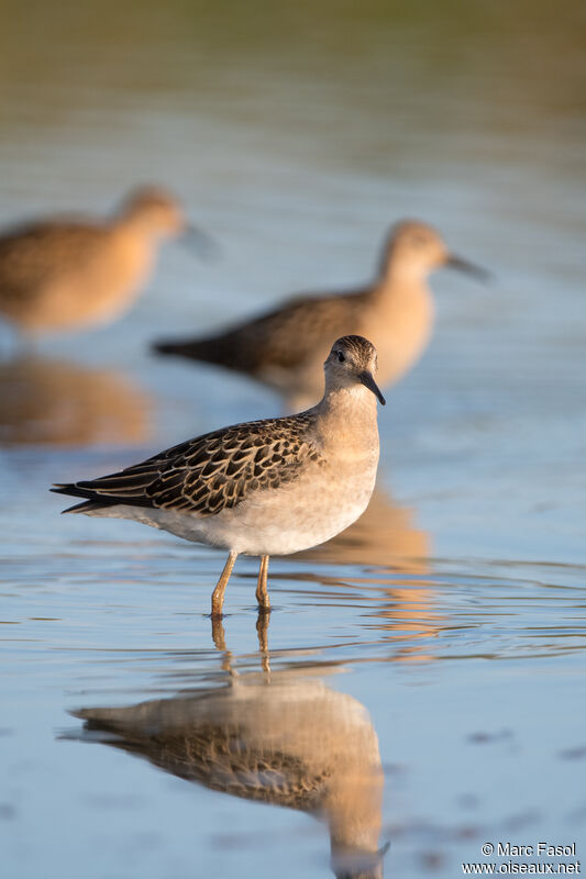 Ruff female immature, walking