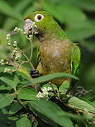 Olive-throated Parakeet