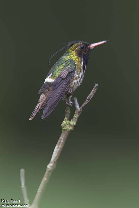 Black-crested Coquette male adult, identification