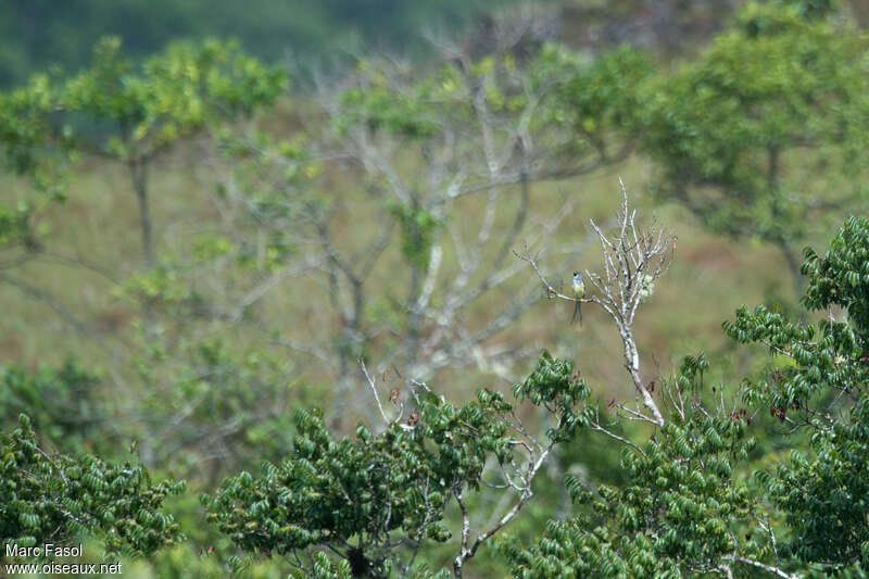 Palkachupa Cotinga