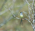 Cotinga de Bolivie