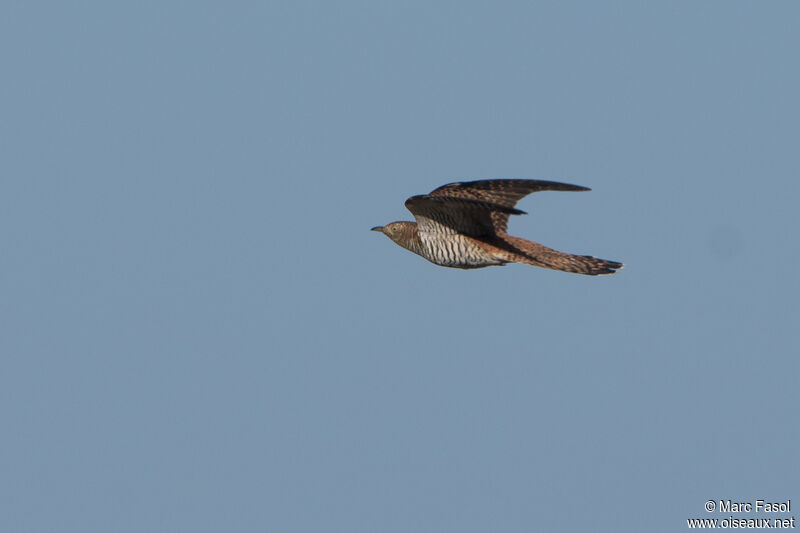 Common Cuckoo female adult breeding, Flight