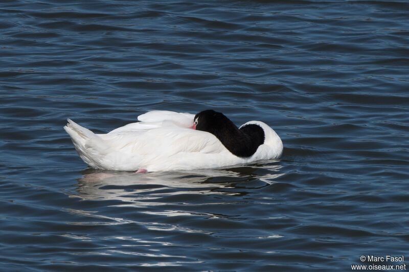 Black-necked Swanadult, identification, swimming
