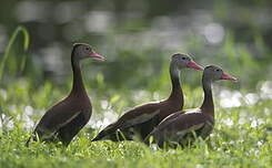 Dendrocygne à ventre noir