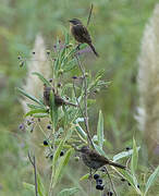 Long-tailed Reed Finch