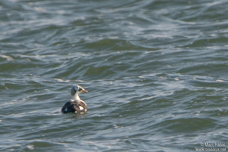 Spectacled Eider male adult, identification, swimming