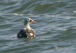 Eider à lunettes