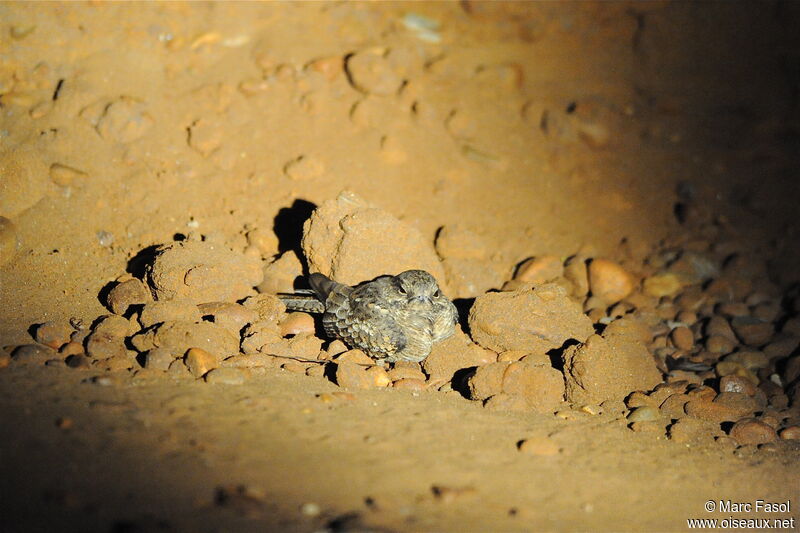 Ladder-tailed Nightjar female, identification, Behaviour