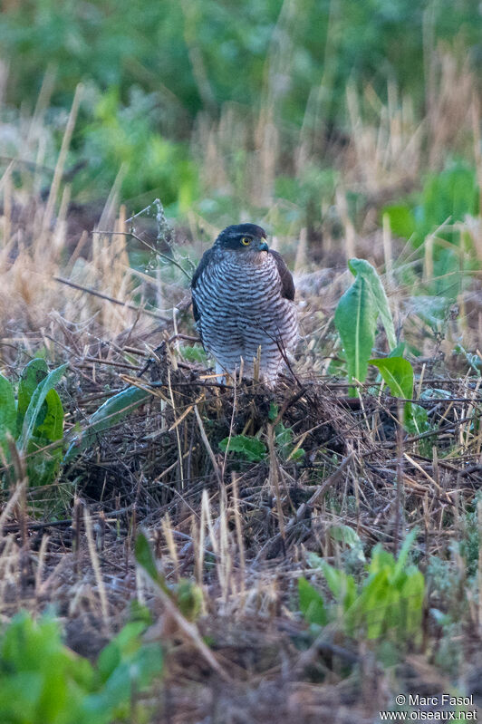 Eurasian Sparrowhawk female, identification