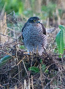 Eurasian Sparrowhawk