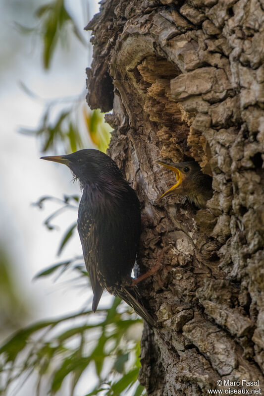 Common Starling, identification, Reproduction-nesting