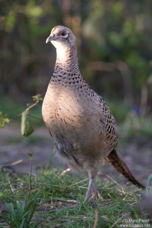 Common Pheasant female adult, identification, walking