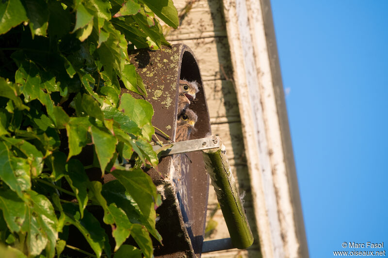 Common Kestrel, Reproduction-nesting