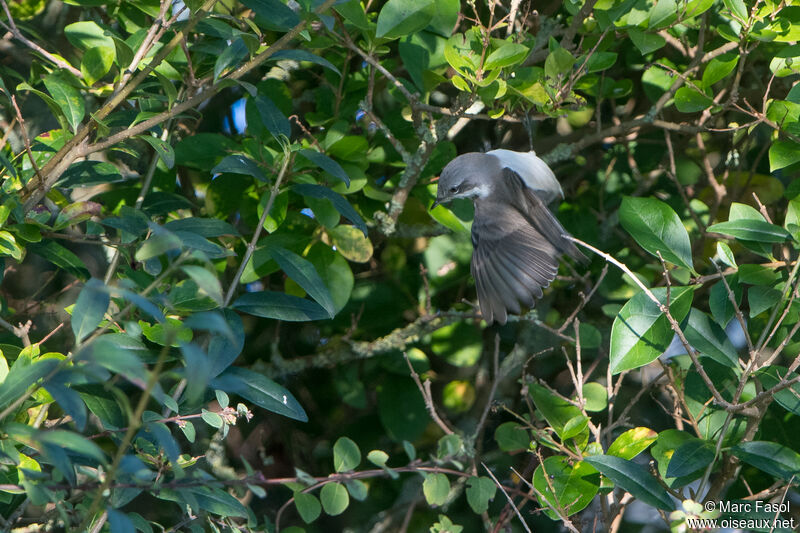 Fauvette babillardeadulte, habitat