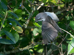 Lesser Whitethroat