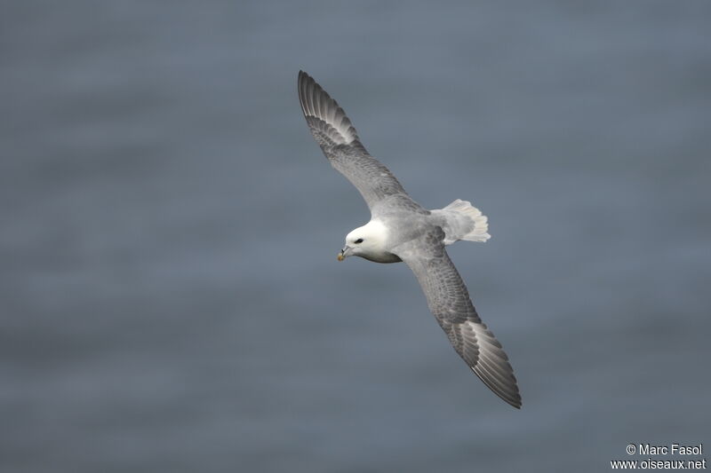 Northern Fulmaradult breeding, Flight