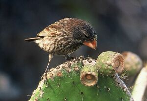 Large Ground Finch - Geospiza magnirostris