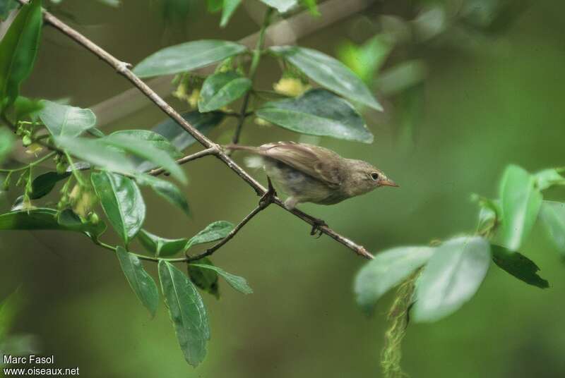 Green Warbler-Finchadult, identification, Behaviour