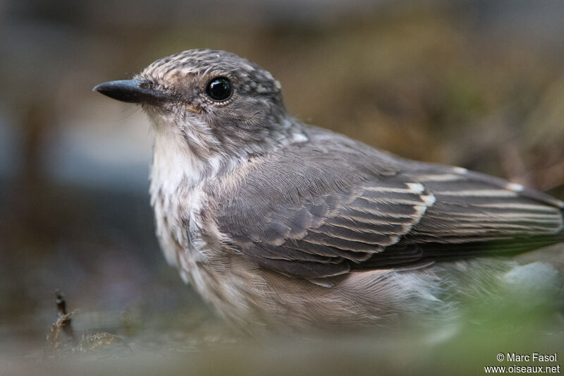 Spotted Flycatcherjuvenile, close-up portrait