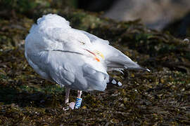 European Herring Gull