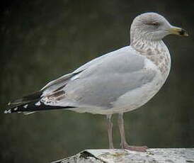 Goéland argenté