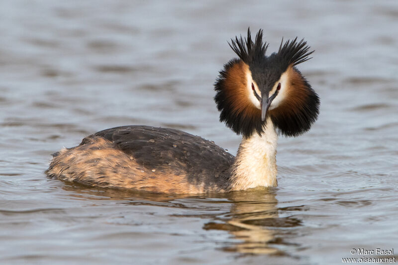 Great Crested Grebeadult breeding, identification, courting display