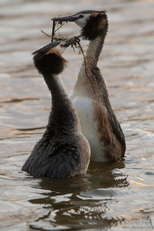 Great Crested Grebeadult breeding, courting display