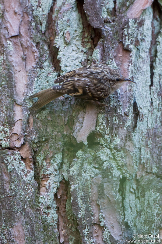 Short-toed Treecreeperadult, identification