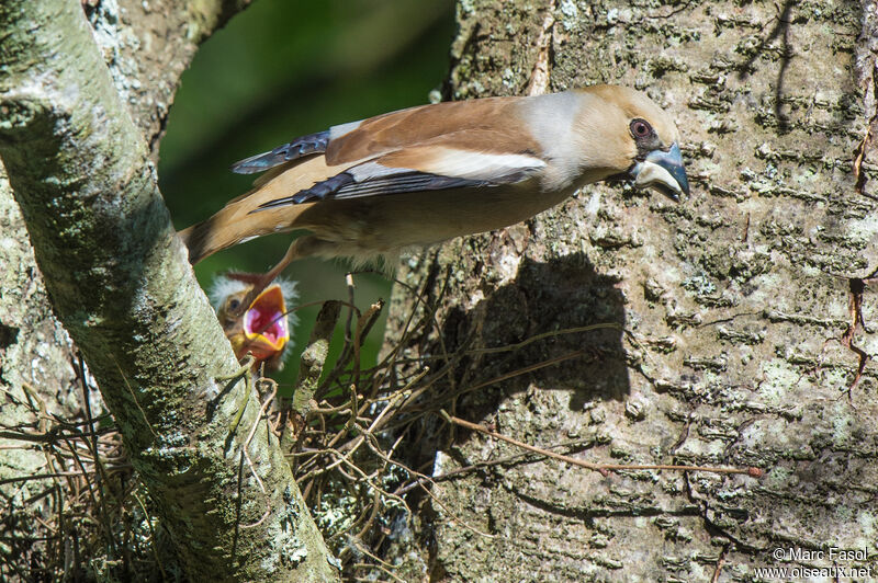 Hawfinch female adult, Reproduction-nesting