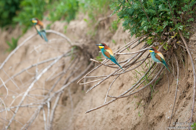 European Bee-eater, Reproduction-nesting