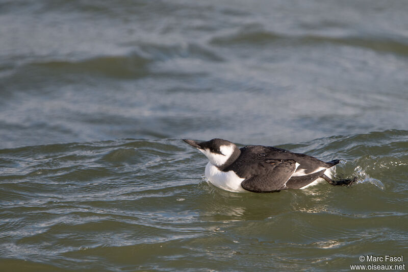 Common Murreadult post breeding, identification, swimming