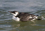 Guillemot de Troïl