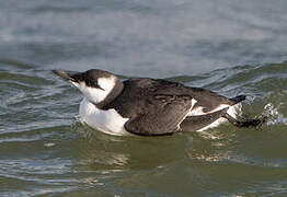 Common Murre