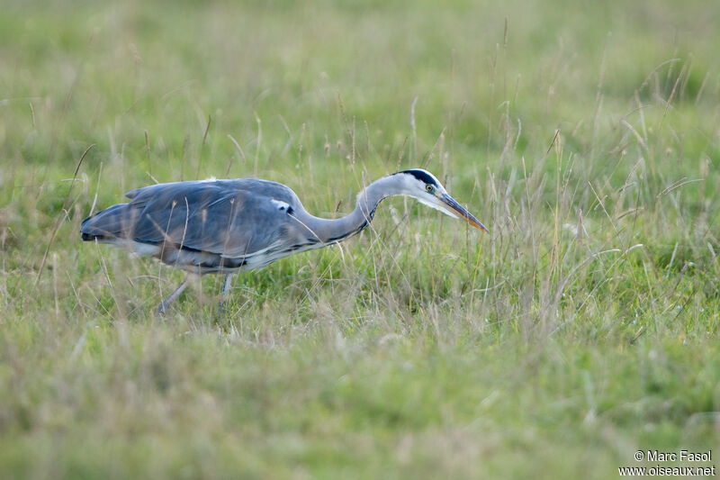 Grey Heronadult, fishing/hunting