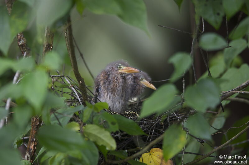 Green Heron, identification, Reproduction-nesting
