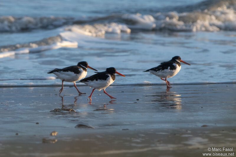 Eurasian Oystercatcher, walking