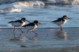 Eurasian Oystercatcher