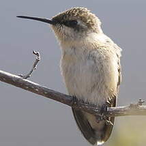 Colibri à queue courte