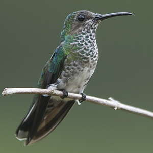 White-necked Jacobin - Florisuga mellivora